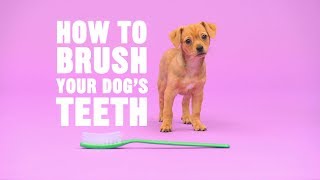 What to Do if Your Dogs Breath Stinks  Chewy [upl. by Inasah]