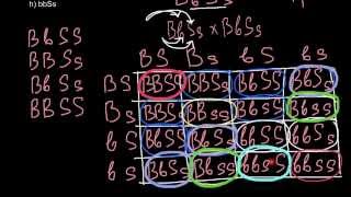 Dihybrid cross and law of probability [upl. by Nodyarg890]