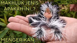 Mencari sarang burung malah dapat mahkluk jenis ini sangat mengerikan 😱 [upl. by Aerdnaxela]