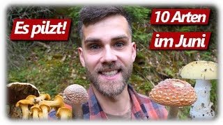 Pilze ohne Ende  Pfifferlinge Butter Rezept KEINE Steinpilze  10 Arten im Juni [upl. by Sherlocke]