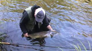 Mörrumsån 2017 Lax fiske Flugfiske  Mörrumriver Fly fishing for Big fish [upl. by Myrah642]