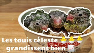 Les bébés 🐣 touis céleste poussent bien 2 [upl. by Domonic]