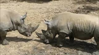 Rhinos Fighting In The Mud rhino rhinosceros animals funnyanimals [upl. by Sjoberg]