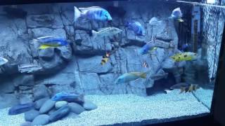 Pros and Cons of a 3D Background in an African Cichlid Aquarium [upl. by Sweet]