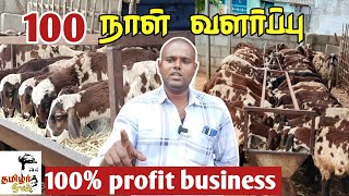 100 நாள் வளர்ப்பு 100 லாபம் best idea for farming business [upl. by Lally]