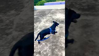 dog on the roof 😂😂😱 shortvideo funnyvideo [upl. by Otrebliw]