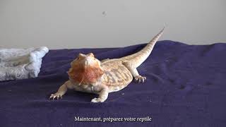 Comment faire une injection intramusculaire à un lézard ou à une tortue [upl. by Nerrawed]