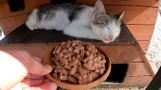 The cat starts eating wet cat food as soon as it wakes up from its sleep without even yawning [upl. by Alessig82]