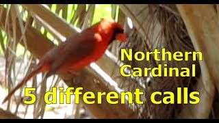 Northern Cardinal Call  5 different Calls [upl. by Akimat]