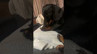 Leo scratches his face sausagedogs puppy dachshund cute pets [upl. by Finer]