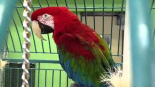 Scooter Greenwing Macaw up for adoption [upl. by Tnarb]