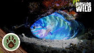 Do fish sleep YES THEY DO PARROTFISH sleeping in mucus COCOON [upl. by Heinrike]