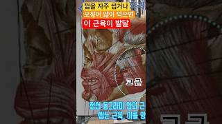 사각턱 교근 Masseter Muscle [upl. by Jamnes199]