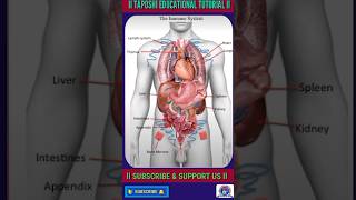 The Immune System ll Biology ll CBSE amp ICSE ll shorts biology immune science body ujjwalsir [upl. by Leind]