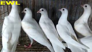 حمام لاحم فرنساوى White Mirthys Pigeons [upl. by Eiznik271]