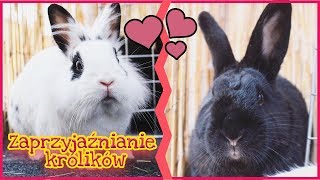 🐰💜Jak zaprzyjaźnić króliki 💜🐰  Uszatkowe Rady [upl. by Turne]