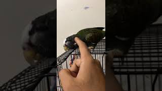 white capped pionus loves being petted [upl. by Nnawaj]