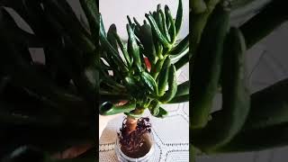 Sıcaklardan etkilenen Crassula Golluma Shrek Kulağı acil müdahale😔 plants cicek succulent [upl. by Katheryn91]