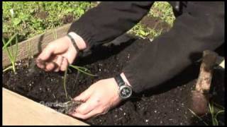 Planting Onions [upl. by Cherian]