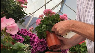 Zonal Pelargonium Cuttings June 2020 [upl. by Anoyet412]