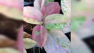 Pink Emerald Aglaonema [upl. by Ashwell]