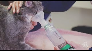 How to Use a Feline Aerosol Chamber at Home [upl. by Ahsahs]