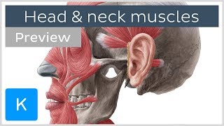 Main Muscles of the Head and Neck preview  Human Anatomy  Kenhub [upl. by Leonora31]