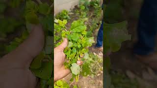 My mini farm❤️trending viralvideo viralshorts shorts homegarden organic love telugu [upl. by Arihsa]