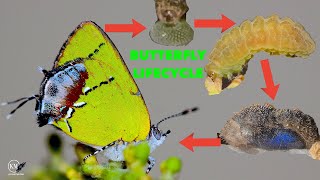 4 STAGES OF BUTTERFLY LIFECYCLE  METAMORPHOSIS AMETHYST HAIRSTREAK  CHLOROSTRYMON MAESITES [upl. by Kingston888]