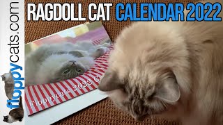 Ragdoll Cat Calendar 2022 📆 Floppycats ⭐ [upl. by Anuait]