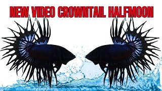 King Crowntail Halfmoon  Video Mới  0777678979 [upl. by Ahsart]