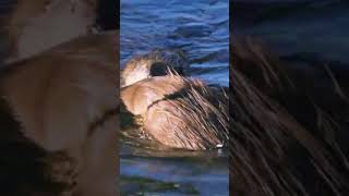 This Beaver Dam Is Larger Than the Empire State Building [upl. by Kancler]