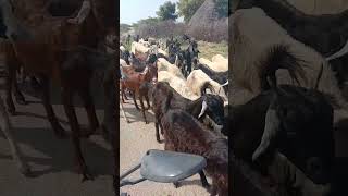 Goats Are Going to forest for Eating grass II viral goatlings trend [upl. by Giacopo]