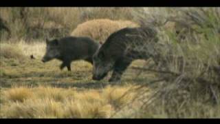 MONSTER WILD BOAR HEAD KILL SHOT SLOWMOTION [upl. by Zsa Zsa]