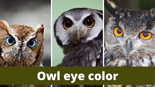 Owl eye color  Owl eyes colors  The Eye Colors of Owls [upl. by Nnyledam334]