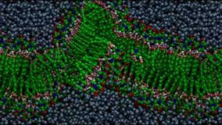 Bilayer formation through molecular selfassembly [upl. by Albarran]