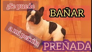 ¿CÓMO BAÑAR A UNA PERRA PREÑADA ¿PUEDO BAÑAR A MI PERRA EMBARAZADA Tips y consejos [upl. by Anelaj636]