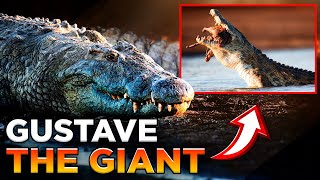 Meet Gustave The Nile Croc Who ATE 300 MEN [upl. by Homovec]