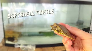 NEW SOFT SHELL TURTLE FOR TURTLE TANK [upl. by Simmie]