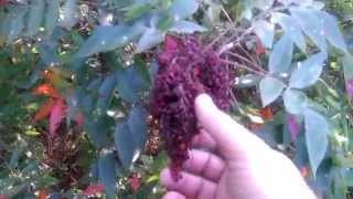 Wild Edibles 10 Sumac [upl. by Yeltihw56]