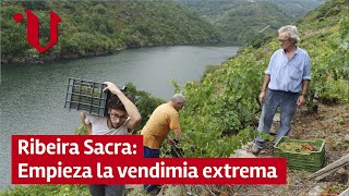 🍇 Ribeira Sacra empieza la vendimia extrema [upl. by Odelinda]