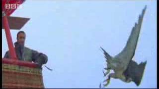 Birds  peregrine falcon dives at 180 mph  Ultimate Killers  BBC wildlife [upl. by Leirua944]