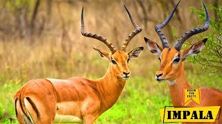 Impala  Iconic Antelope Species In African Savanna [upl. by Nicole]