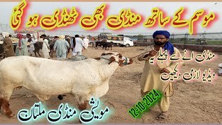 Maweshi Mandi Multan Today update 12102024 Desi Shaiwal Nasal KY Bachray [upl. by Zrike]