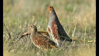 Gray Partridge  Sound Clip [upl. by Salokcin773]