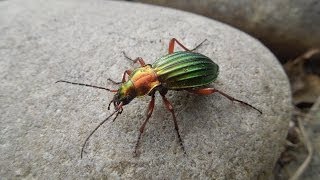 Carabus auronitens  Ground Beetle  Laufkäfer [upl. by Nahk]