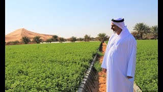 Agriculture in UAE deserts is possible and profitable [upl. by Enna168]