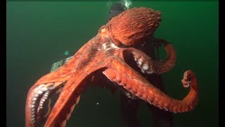 Facts The Giant Pacific Octopus [upl. by Kerri]