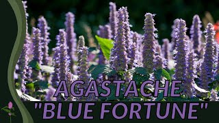 All About AGASTACHE BLUE FORTUNE 🌺🌺🌺 [upl. by Inglebert161]