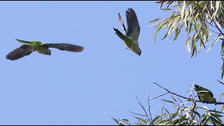 Wild Parakeet Sounds and Images [upl. by Navanod]